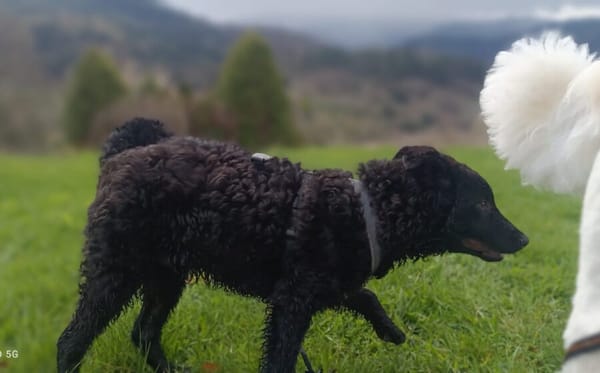 Zuhause gesucht für Vuki