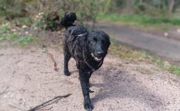 Zuhause gesucht für Vuki