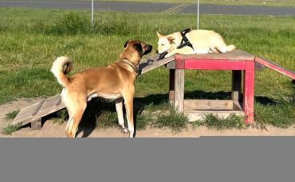 Tolle Ceci, sehr aktiv, katzenlieb sucht