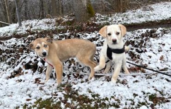 Baldur sucht seine Menschen