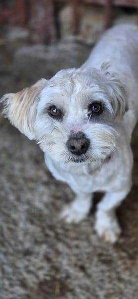 Amal sucht sein Zuhause (I)