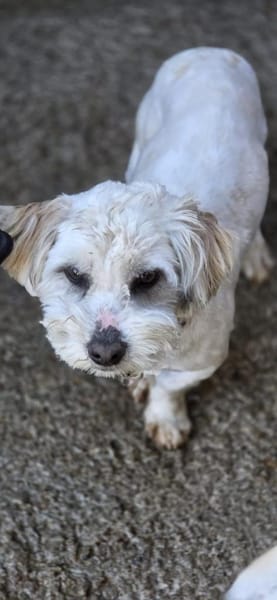 Amal sucht sein Zuhause (I)