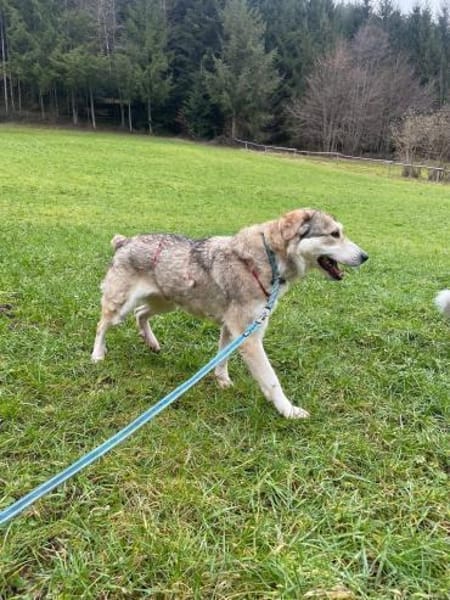 BALI sucht seine Familie