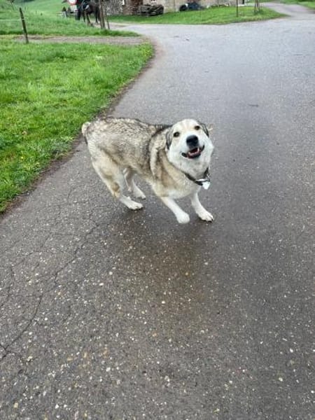 BALI sucht seine Familie