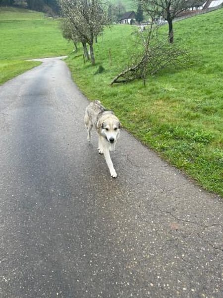 BALI sucht seine Familie