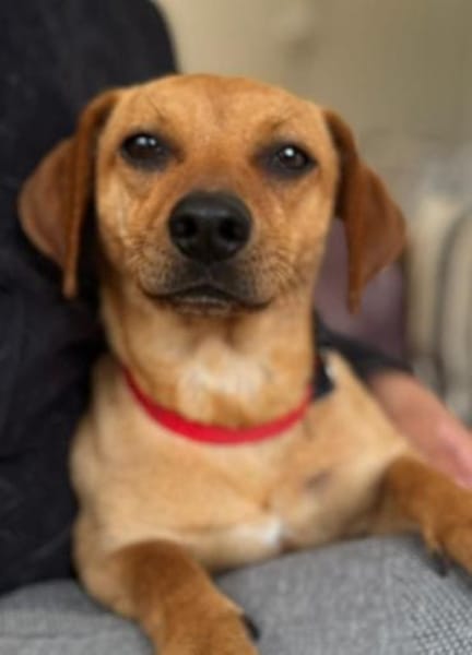 Daisy ist ein Hauptgewinn auf 4 Pfoten