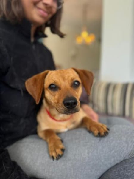 Daisy ist ein Hauptgewinn auf 4 Pfoten