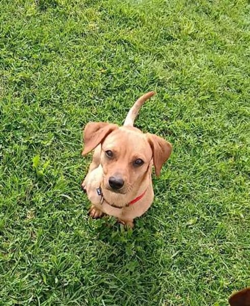 Daisy ist ein Hauptgewinn auf 4 Pfoten