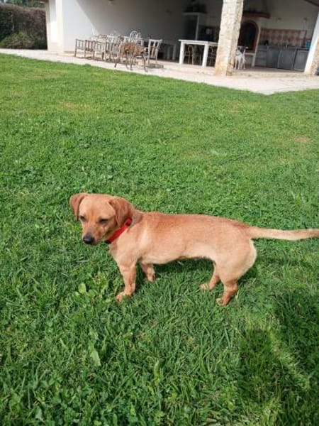 Daisy ist ein Hauptgewinn auf 4 Pfoten