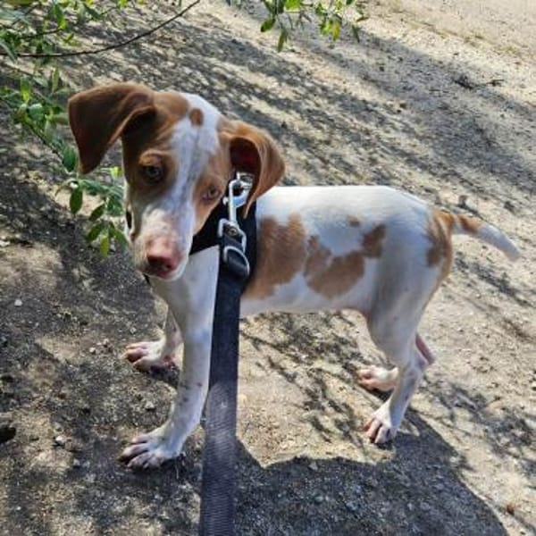 Hix möchte so gerne die Welt entdecken