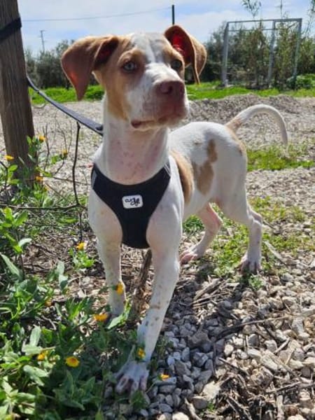 Hix möchte so gerne die Welt entdecken