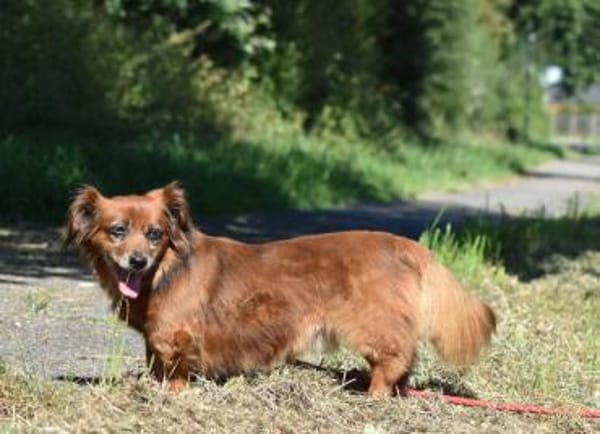 Ricki / Pici sucht Paten