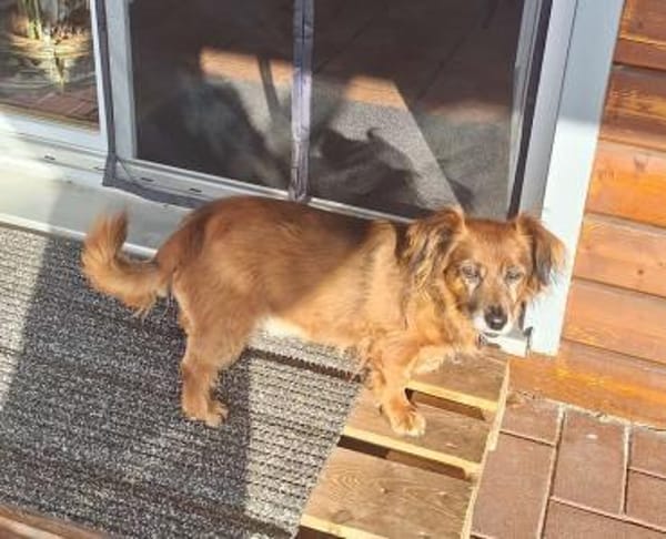 Ricki / Pici sucht Paten