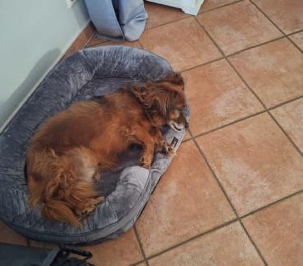 Ricki / Pici sucht Paten