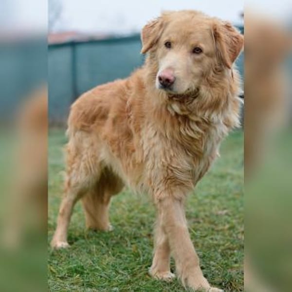 Sanfter Golden Retrievermischling