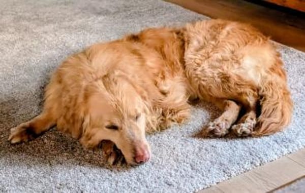 Sanfter Golden Retrievermischling