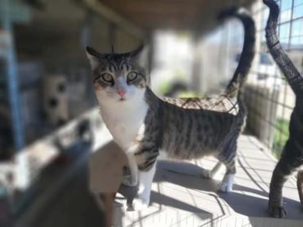 Ilex, grünäugiger Kuscheltiger, ca.10 Mo