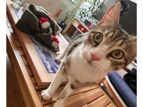 Ilex, grünäugiger Kuscheltiger, ca.10 Mo