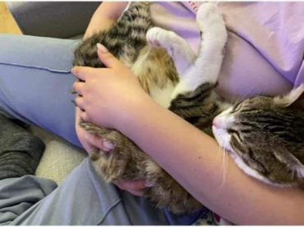 Ilex, grünäugiger Kuscheltiger, ca.10 Mo