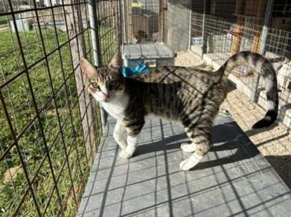 Ilex, grünäugiger Kuscheltiger, ca.10 Mo