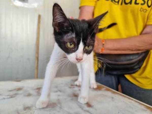 Gise, fröhlicher Wirbelwind, ca.11 Monat