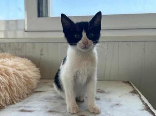 Gise, fröhlicher Wirbelwind, ca.11 Monat