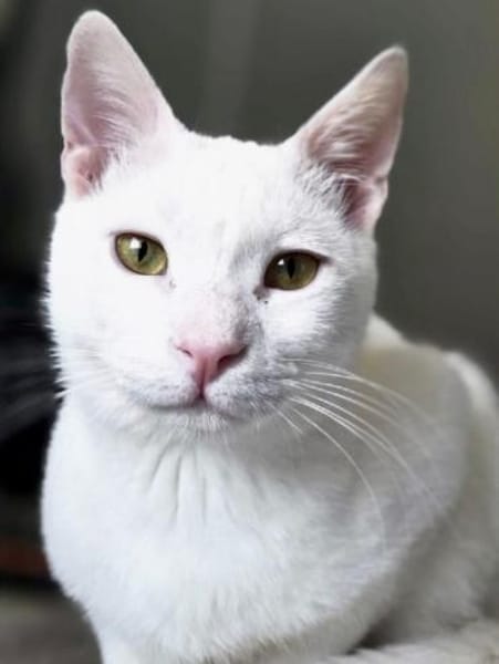 Kefir, verspielter Milchbub, ca. 10Monat