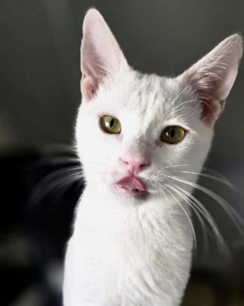 Kefir, verspielter Milchbub, ca. 10Monat