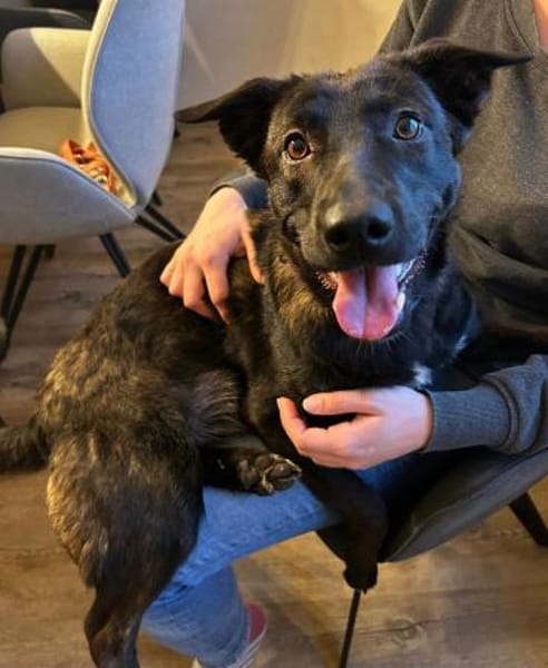 TALISA * Junghündin mit Format