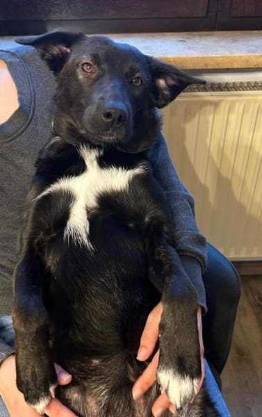 TALISA * Junghündin mit Format