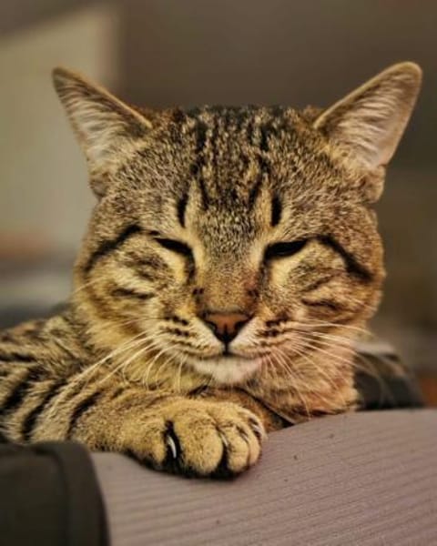 Timo, kleiner Charmeur, ca.10 Monate