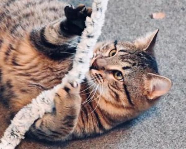 Timo, kleiner Charmeur, ca.10 Monate