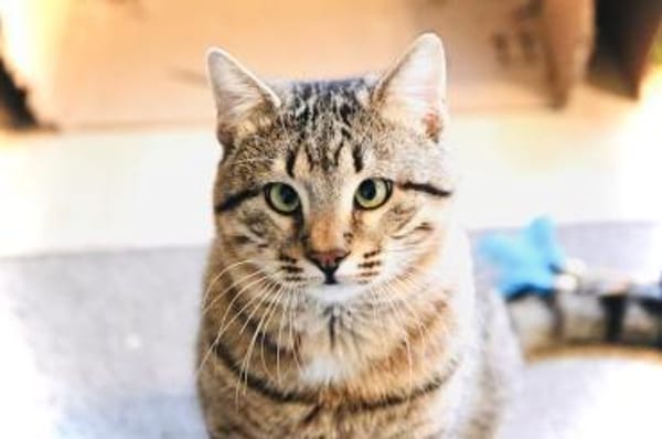 Timo, kleiner Charmeur, ca.10 Monate