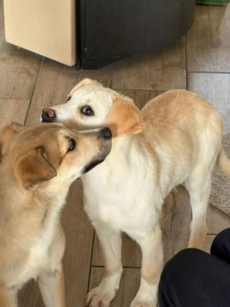 Lumi- besondere Hündin