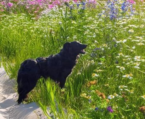 Bella das Wusel-Gusel