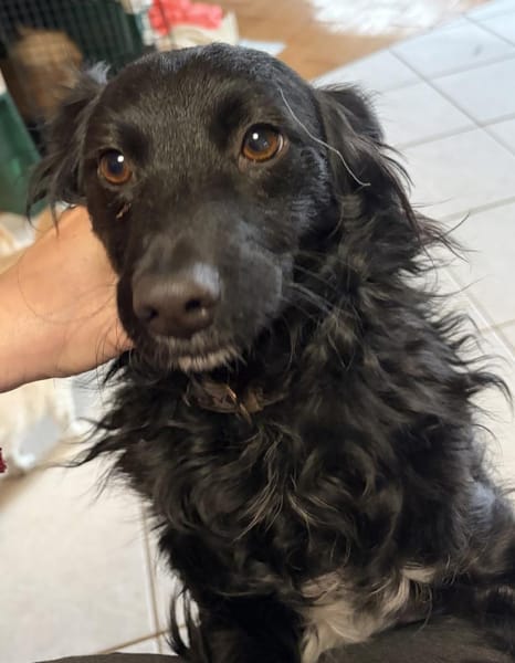 Bella das Wusel-Gusel