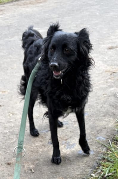 Bella das Wusel-Gusel