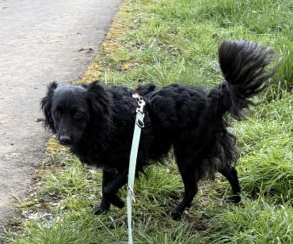 Bella das Wusel-Gusel