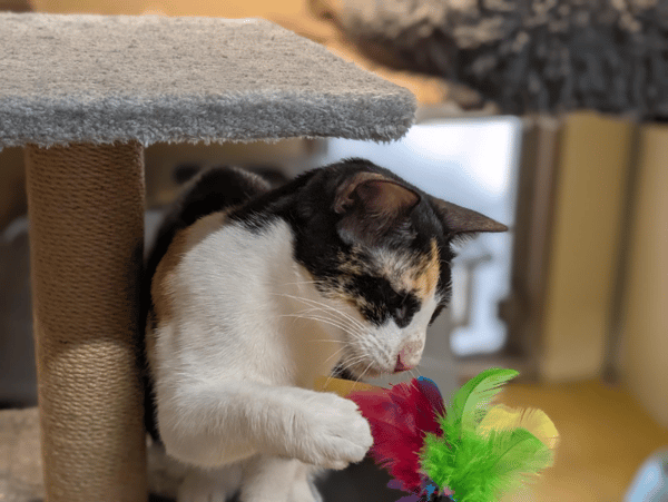 AVA (réservée) A17353