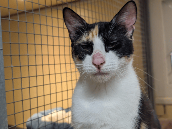 AVA (réservée) A17353