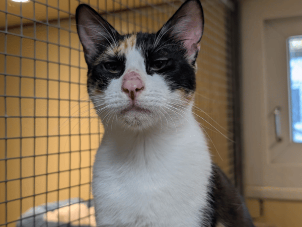 AVA (réservée) A17353