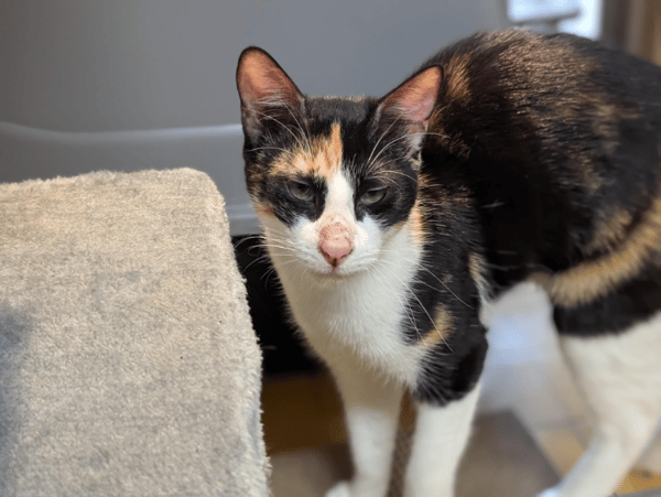 AVA (réservée) A17353