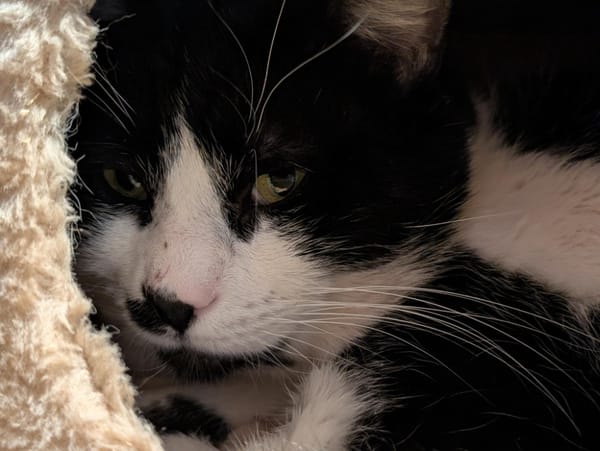 JAY (réservé) A17343