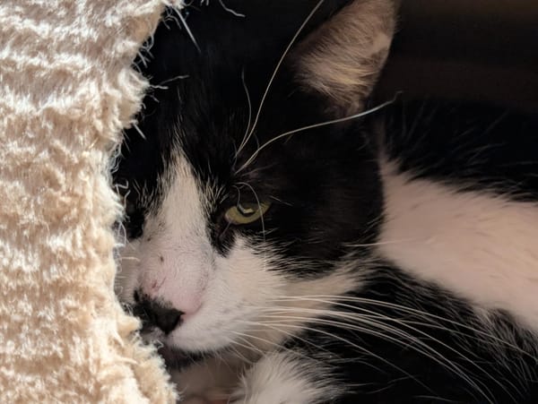 JAY (réservé) A17343