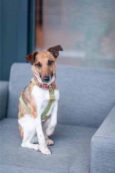 Latte, kleines Herzchen, ca. 1 Jahr