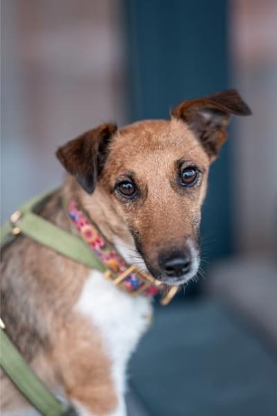 Latte, kleines Herzchen, ca. 1 Jahr