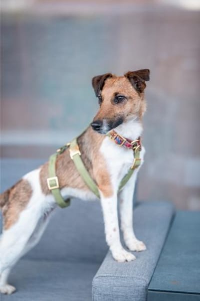 Latte, kleines Herzchen, ca. 1 Jahr