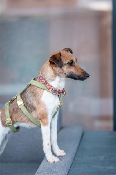 Latte, kleines Herzchen, ca. 1 Jahr