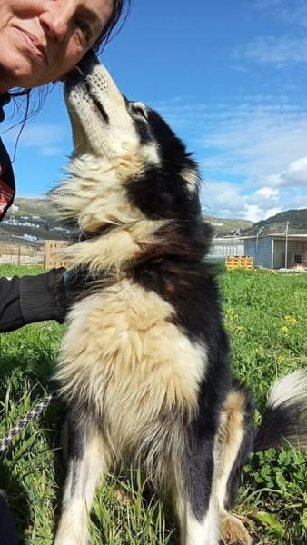 Begleris, menschenbezogener Collie-Mix