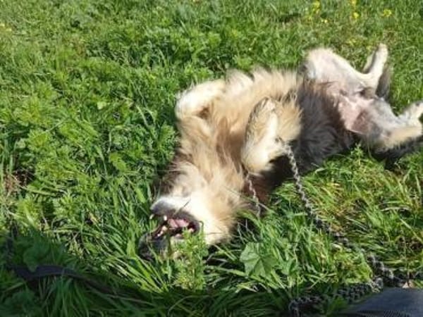 Begleris, menschenbezogener Collie-Mix